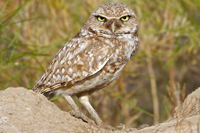WDFW Owl Stock Photo